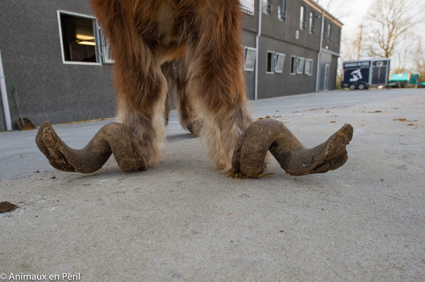 Neglected Pony With Overgrown Hooves Finally Gets a Happy Ending